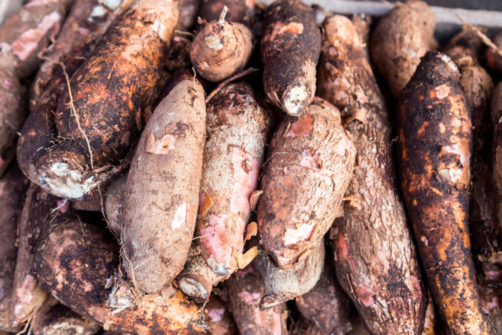 heap-of-freshly-harvested-tapioca-roots-2021-09-01-21-10-07-utc